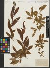 Foto von Salix purpurea L. x Salix silesiaca Willd.